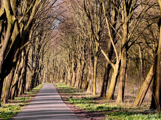 Spring_is_here_nature_landscape_amstelveen_amsterdam_Netherlands_Photography_016_Canon_EOS_5D_Mark_IV.JPG