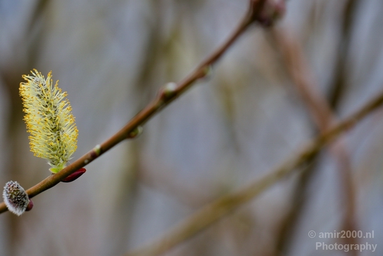 Spring_nature_blooming_Amsterdam_Netherlands_Landscape_Photography_001_Canon_EOS_5D_Mark_IV.JPG