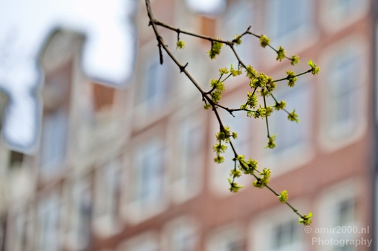 Spring_nature_blooming_Amsterdam_Netherlands_Landscape_Photography_003_Canon_EOS_5D_Mark_IV.JPG