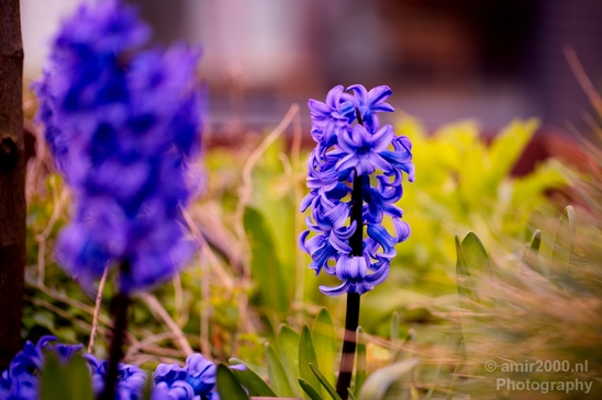 Spring_nature_blooming_Amsterdam_Netherlands_Landscape_Photography_007_Canon_EOS_5D_Mark_IV.JPG