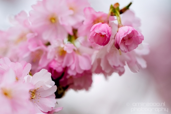 Spring_nature_blooming_Amsterdam_Netherlands_Landscape_Photography_013_Canon_EOS_5D_Mark_IV.JPG