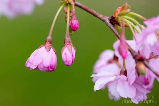 Spring_nature_blooming_Amsterdam_Netherlands_Landscape_Photography_014_Canon_EOS_5D_Mark_IV.JPG