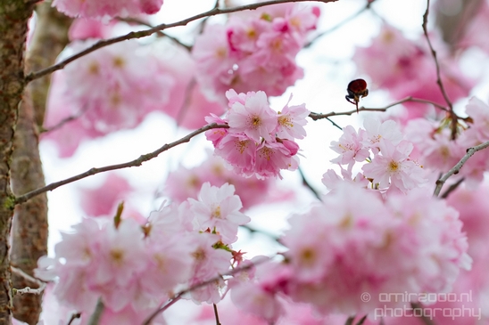 Spring_nature_blooming_Amsterdam_Netherlands_Landscape_Photography_019_Canon_EOS_5D_Mark_IV.JPG