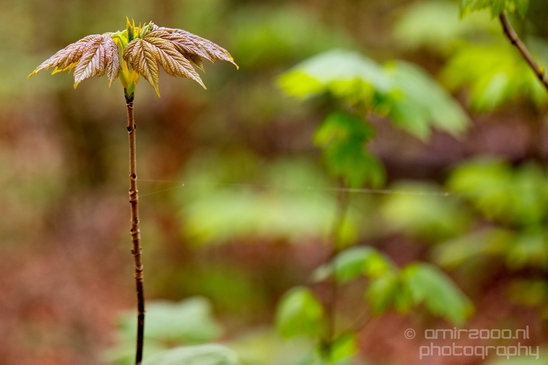 Spring_nature_blooming_Amsterdam_Netherlands_Landscape_Photography_023_Canon_EOS_5D_Mark_IV.JPG