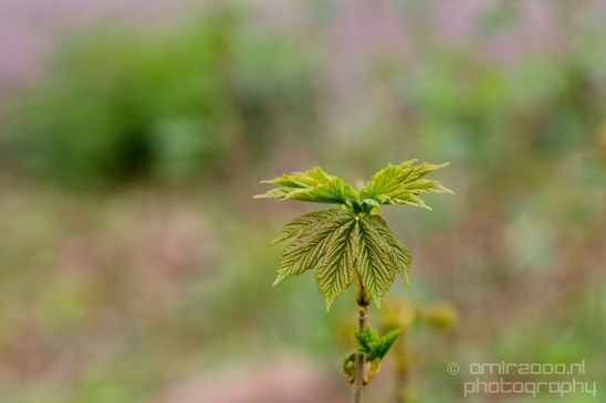 Spring_nature_blooming_Amsterdam_Netherlands_Landscape_Photography_024_Canon_EOS_5D_Mark_IV.JPG