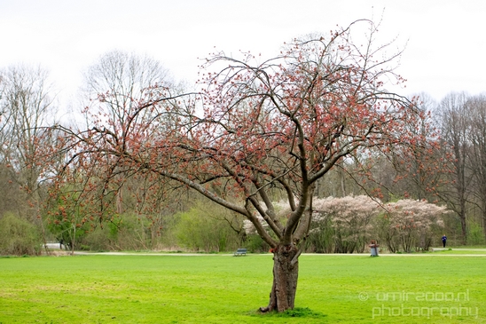 Spring_nature_blooming_Amsterdam_Netherlands_Landscape_Photography_025_Canon_EOS_5D_Mark_IV.JPG