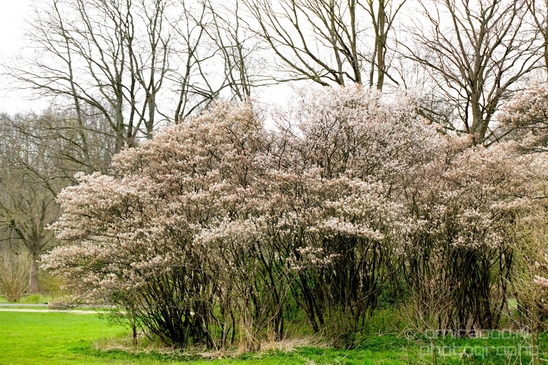 Spring_nature_blooming_Amsterdam_Netherlands_Landscape_Photography_026_Canon_EOS_5D_Mark_IV.JPG