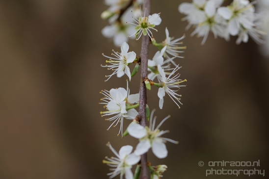 Spring_nature_blooming_Amsterdam_Netherlands_Landscape_Photography_028_Canon_EOS_5D_Mark_IV.JPG