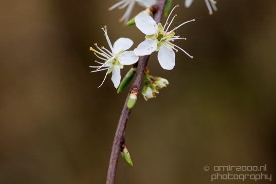 Spring_nature_blooming_Amsterdam_Netherlands_Landscape_Photography_029_Canon_EOS_5D_Mark_IV.JPG