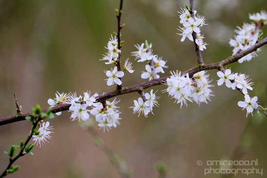 Spring_nature_blooming_Amsterdam_Netherlands_Landscape_Photography_030_Canon_EOS_5D_Mark_IV.JPG