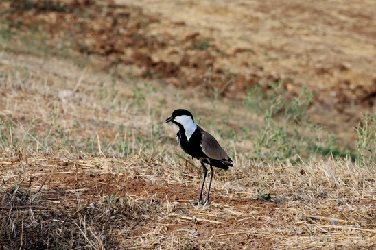 Spur_winged_Lapwing_Vanellus_spinosus_Israel_birds_nature_Photography_002_Canon_EOS_5D_Mark_IV.JPG