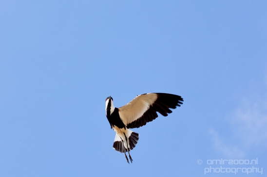 Spur_winged_Lapwing_Vanellus_spinosus_Israel_birds_nature_Photography_003_Canon_EOS_5D_Mark_IV.JPG