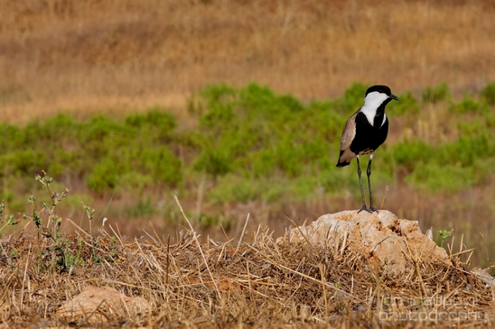 Spur_winged_Lapwing_Vanellus_spinosus_Israel_birds_nature_Photography_005_Canon_EOS_5D_Mark_IV.JPG