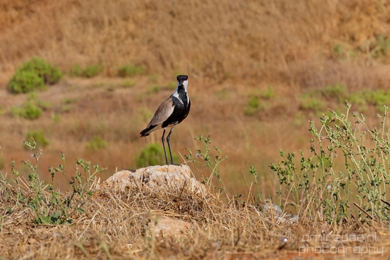 Spur_winged_Lapwing_Vanellus_spinosus_Israel_birds_nature_Photography_006_Canon_EOS_5D_Mark_IV.JPG