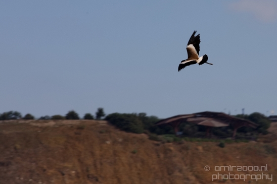 Spur_winged_Lapwing_Vanellus_spinosus_Israel_birds_nature_Photography_007_Canon_EOS_5D_Mark_IV.JPG