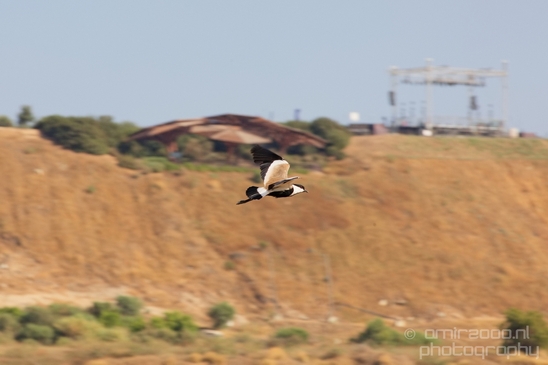 Spur_winged_Lapwing_Vanellus_spinosus_Israel_birds_nature_Photography_009_Canon_EOS_5D_Mark_IV.JPG