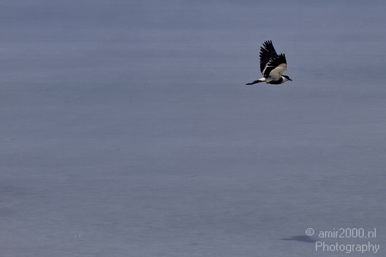 Spur_winged_Lapwing_over_the_dead_sea001_Nature_Landscape_Photography_001_Canon_EOS_7D.JPG