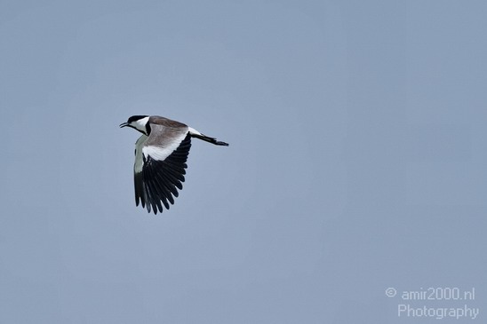 Spur_winged_Lapwing_over_the_dead_sea002_Nature_Landscape_Photography_001_Canon_EOS_7D.JPG
