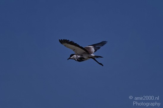 Spur_winged_Lapwing_over_the_dead_sea005_Nature_Landscape_Photography_001_Canon_EOS_7D.JPG