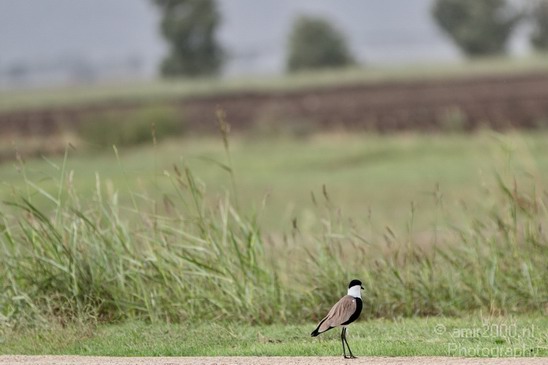 Spur_winged_lapwing_Nature_Landscape_Photography_001_Canon_EOS_7D.JPG