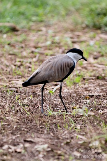 Spur_winged_lapwing_Nature_Landscape_Photography_002_Canon_EOS_7D.JPG