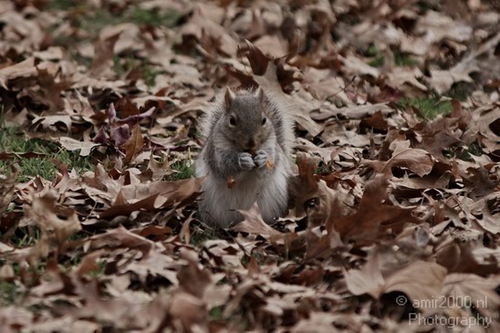Squirrel_nature_Landscape_Photography_001_Canon_EOS_7D.JPG