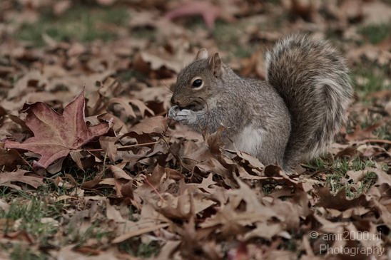 Squirrel_nature_Landscape_Photography_002_Canon_EOS_7D.JPG