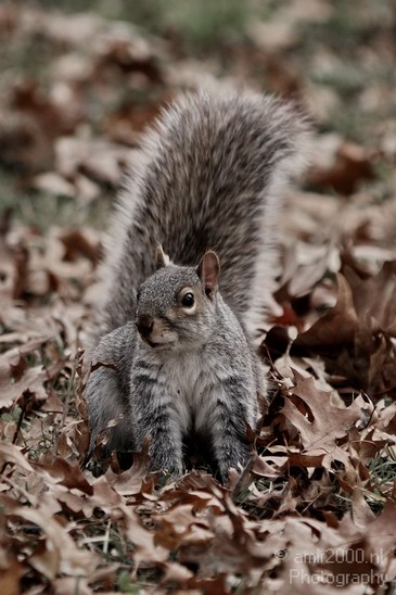 Squirrel_nature_Landscape_Photography_003_Canon_EOS_7D.JPG