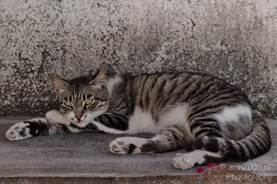 Street_cat_Israel_Landscape_Photography_001_Canon_EOS_7D.JPG