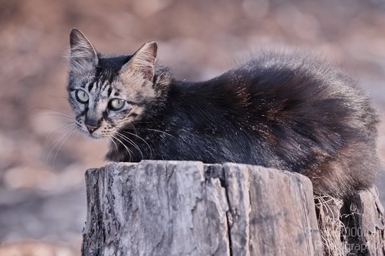 Street_cat_Israel_Landscape_Photography_002_Canon_EOS_7D.JPG
