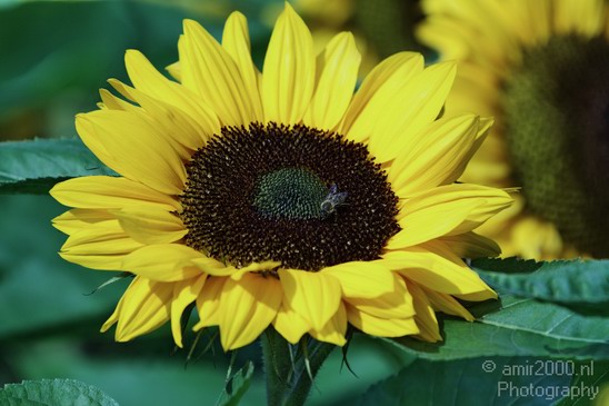 Sunflower_Nature_Landscape_Photography_001_Canon_EOS_7D.JPG