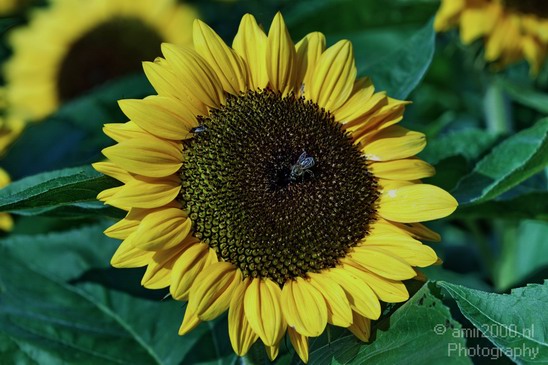 Sunflower_Nature_Landscape_Photography_003_Canon_EOS_7D.JPG