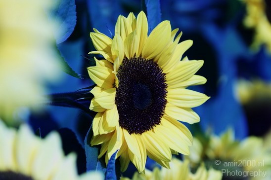 Sunflower_Nature_Landscape_Photography_004_Canon_EOS_7D.JPG
