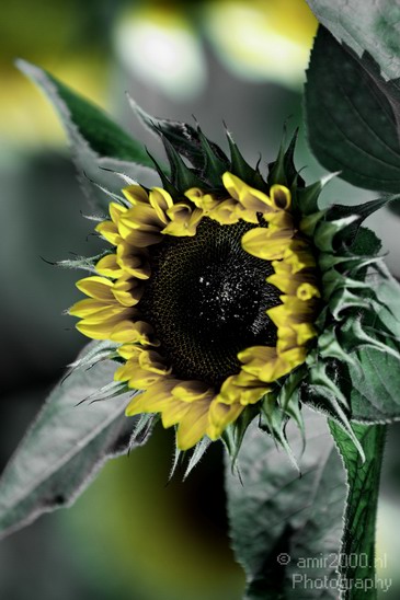 Sunflower_Nature_Landscape_Photography_005_Canon_EOS_7D.JPG