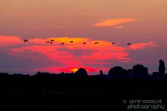 Sunrise_over_Dutch_landscape_nederlandse_landschap_summer_Photography_016_Canon_EOS_5D_Mark_IV.JPG