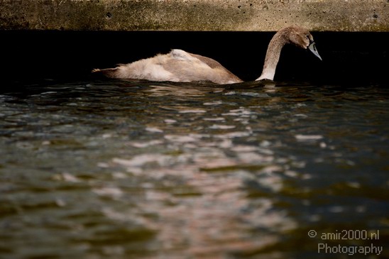 Swan_nature_Landscape_Photography_001_Canon_EOS_5D_Mark_IV.JPG