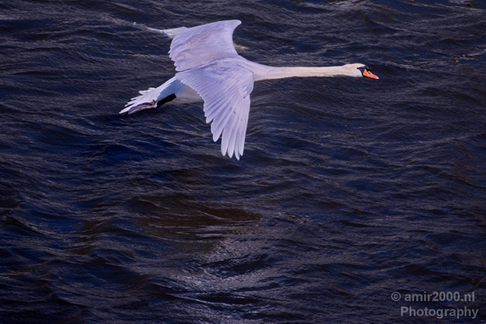 Swan_nature_Landscape_Photography_009_Canon_EOS_5D_Mark_IV.JPG