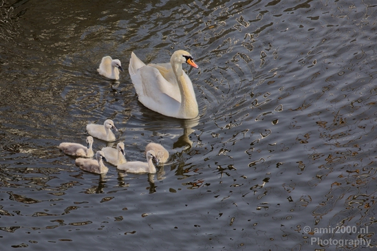 Swan_nature_Landscape_Photography_010_Canon_EOS_5D_Mark_IV.JPG