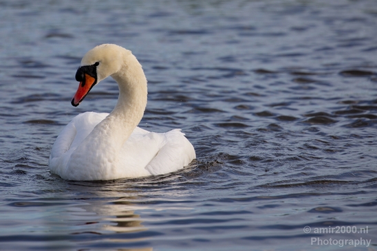 Swan_nature_Landscape_Photography_025_Canon_EOS_5D_Mark_IV.JPG