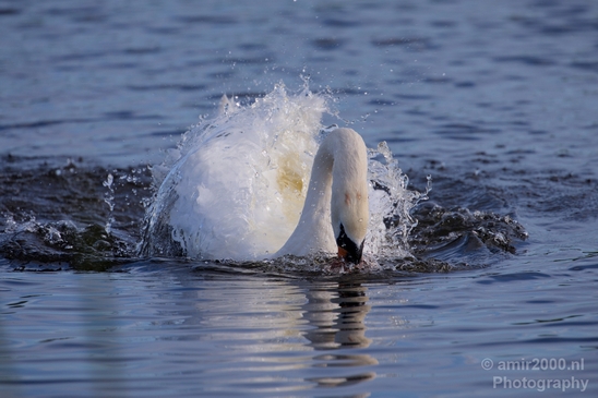 Swan_nature_Landscape_Photography_026_Canon_EOS_5D_Mark_IV.JPG