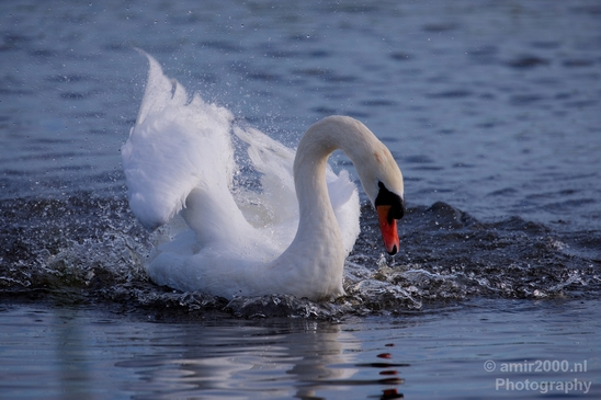 Swan_nature_Landscape_Photography_027_Canon_EOS_5D_Mark_IV.JPG
