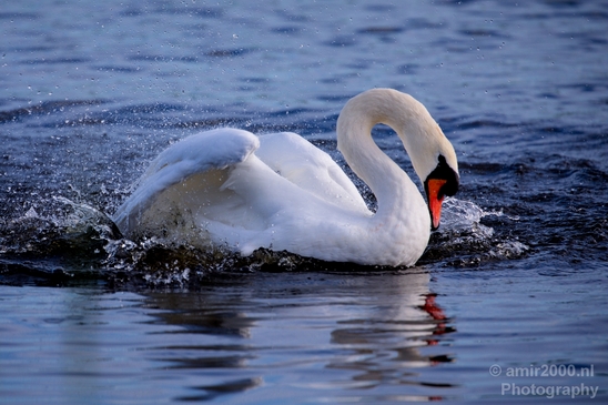 Swan_nature_Landscape_Photography_028_Canon_EOS_5D_Mark_IV.JPG