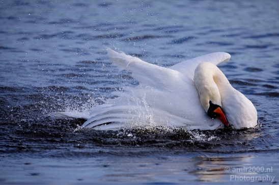 Swan_nature_Landscape_Photography_029_Canon_EOS_5D_Mark_IV.JPG