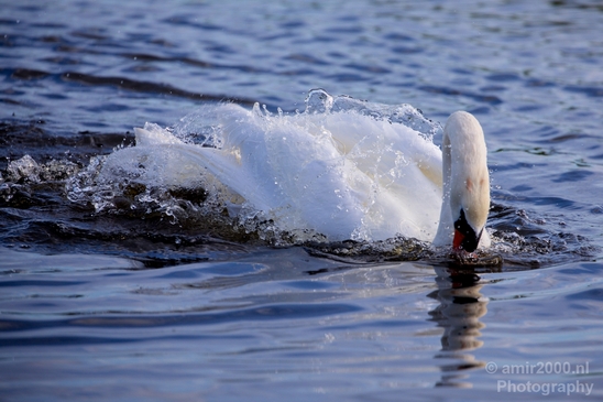 Swan_nature_Landscape_Photography_030_Canon_EOS_5D_Mark_IV.JPG