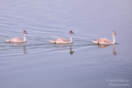 Swan_nature_Landscape_Photography_032_Canon_EOS_5D_Mark_IV.JPG