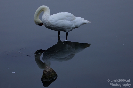 Swan_nature_Landscape_Photography_039_Canon_EOS_5D_Mark_IV.JPG