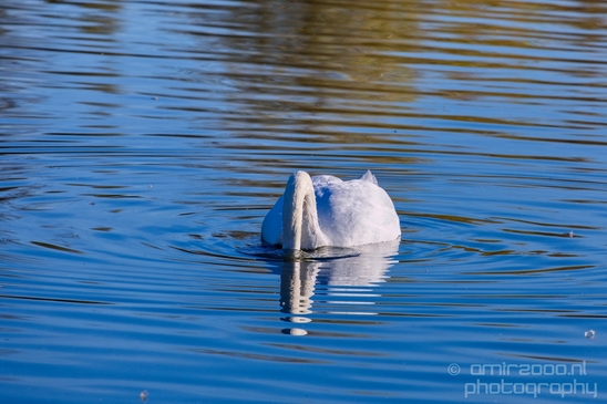Swan_nature_Landscape_Photography_041_Canon_EOS_5D_Mark_IV.JPG