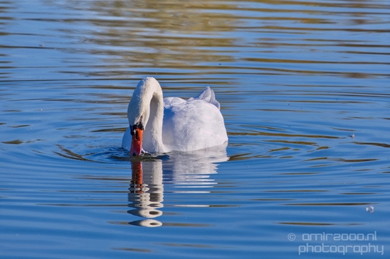 Swan_nature_Landscape_Photography_042_Canon_EOS_5D_Mark_IV.JPG