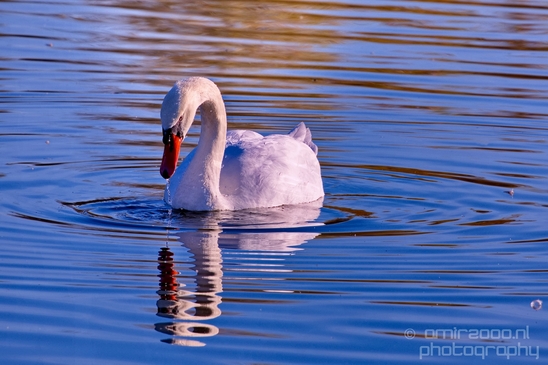 Swan_nature_Landscape_Photography_043_Canon_EOS_5D_Mark_IV.JPG
