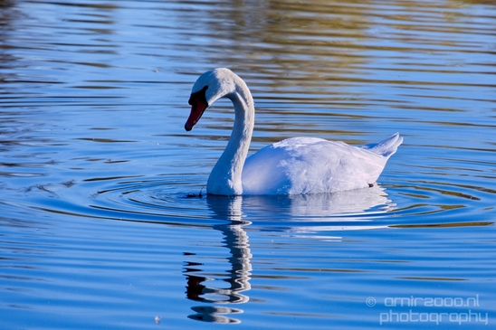 Swan_nature_Landscape_Photography_044_Canon_EOS_5D_Mark_IV.JPG